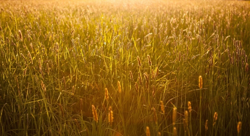 Unifeed : lalimentation idale pour les bovins