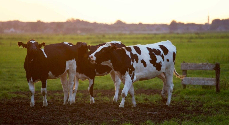 Mlangeuses Unifeed : quest-ce que cest et comment a fonctionne
